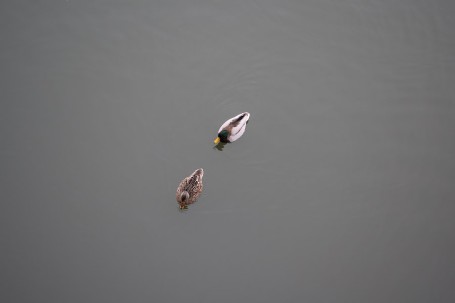 Photo duck hunting boats
